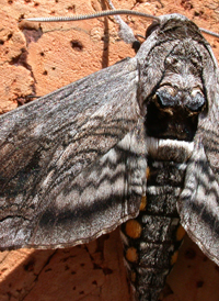 Five-spotted Hawkmoth